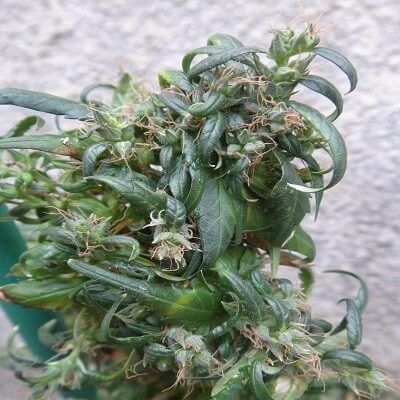 Ace Seeds Hokkaido Japan Hemp Regular Seeds