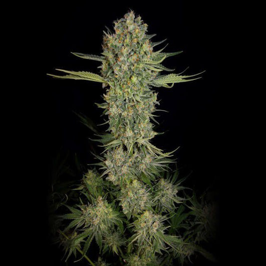 Serious Seeds Serious Kush Feminised Seeds