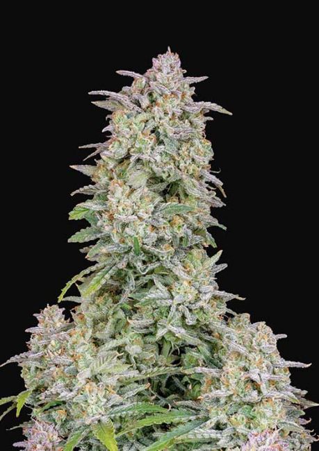 FastBuds Forbidden Runtz Auto Feminised Seeds