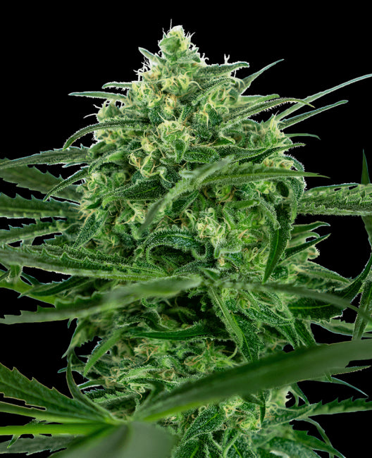 Sensi Seeds Sensi Amnesia Feminised Seeds