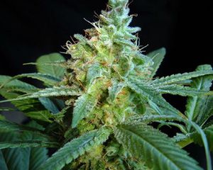 Kannabia Seeds Mataro Blue Feminised Seeds