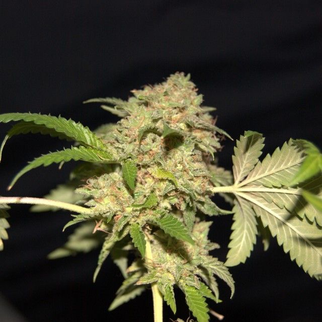 Pheno Finder Seeds LA Fire Feminised Seeds