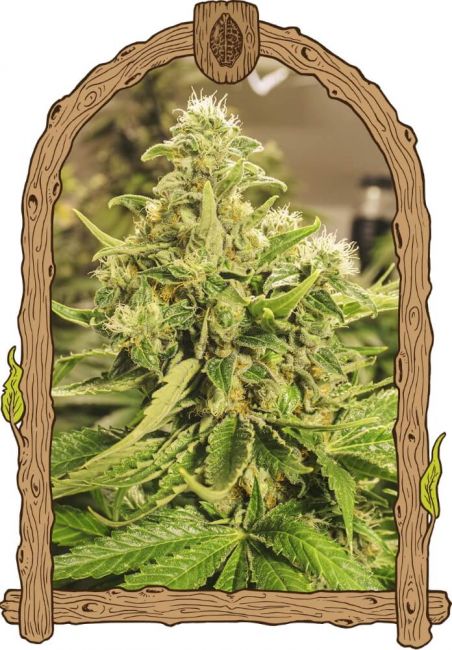 Exotic Seed Exotic Pure CBG Feminised Seeds