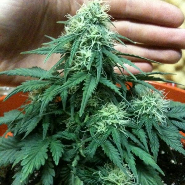 Nirvana Seeds Short Rider Auto Feminised Seeds