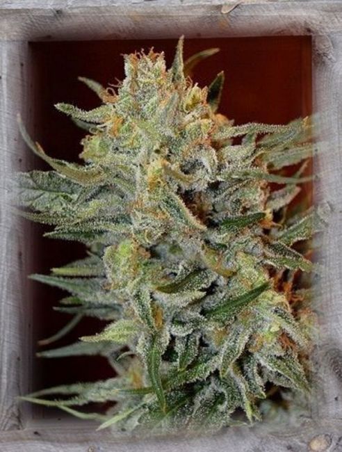 Garden Of Green Amnesia Lemon Kush Feminised Seeds