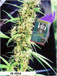 Mr Nice Seedbank La Nina Regular Seeds