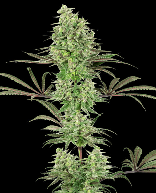 White Label Seed Company Double Banana Kush Feminised Seeds