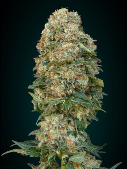 Advanced Seeds Afghan Skunk Feminised Seeds