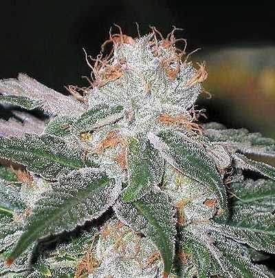 Garden Of Green Dubble Bubble Feminised Seeds