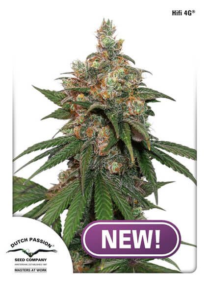 Dutch Passion HiFi 4G Feminised Seeds