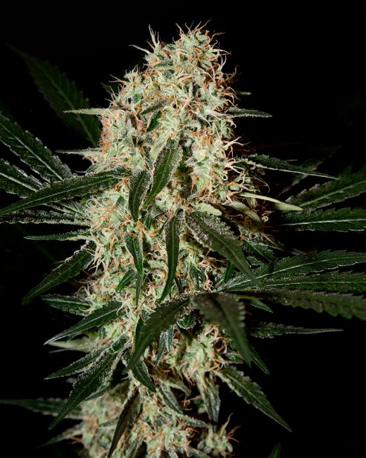 Greenhouse Seed Co. Arjan's Haze #3 Feminised Seeds