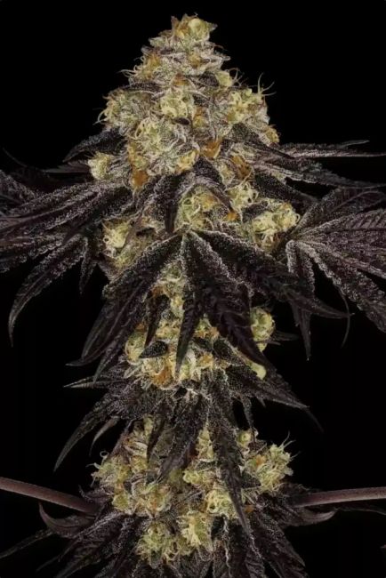 Paradise Seeds Sunset Paradise Feminised Seeds