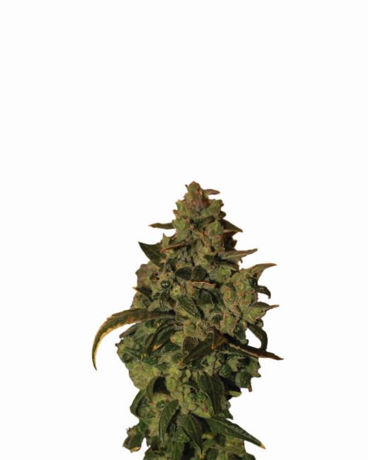 Nirvana Seeds Somango XXL Auto Feminised Seeds