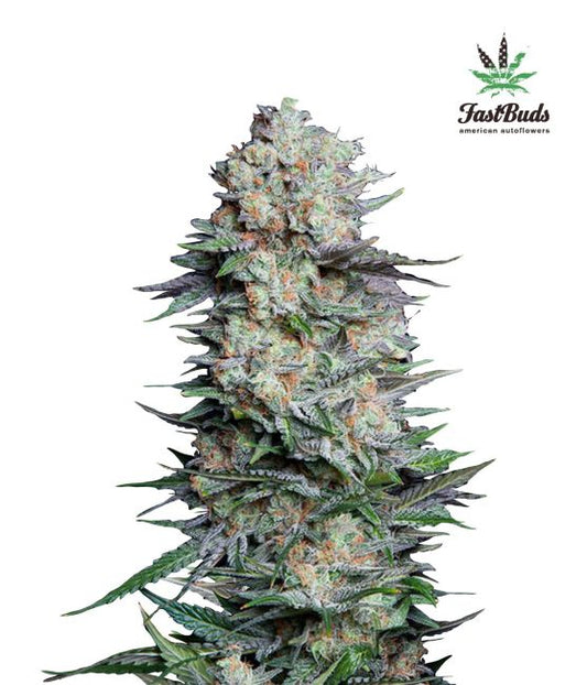 FastBuds Mexican Airlines Auto Feminised Seeds