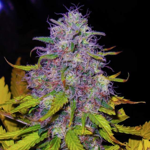 Nirvana Seeds Jock Horror Feminised Seeds