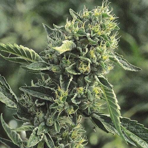 Doctor's Choice DC Cure 1:1 CBD Auto Feminised Seeds