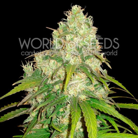 World of Seeds Afghan Kush x Yumbolt Feminised Seeds