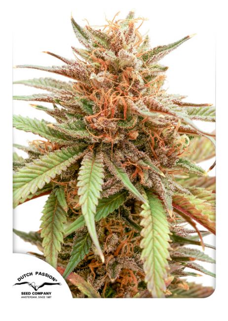 Dutch Passion Durban Dew Feminised Seeds