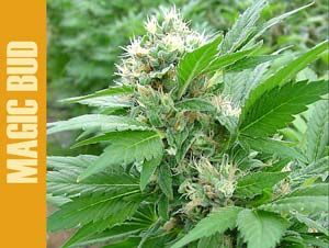 Paradise Seeds Magic Bud Feminised Seeds