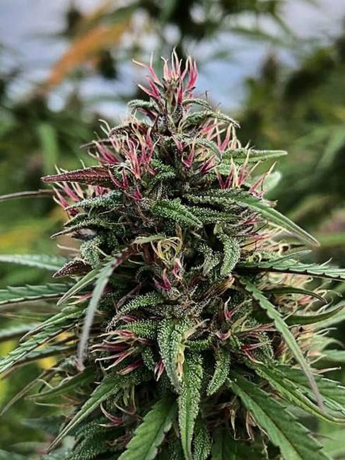 Cali Connection Boax-Hindu CBD Feminised Seeds