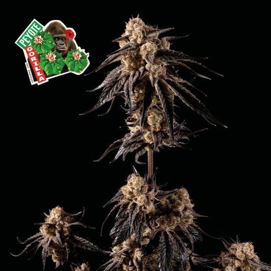 Seedsman Peyote Gorilla Feminised Seeds