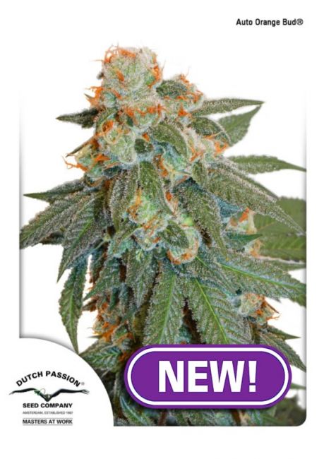 Dutch Passion Orange Bud Auto Feminised Seeds