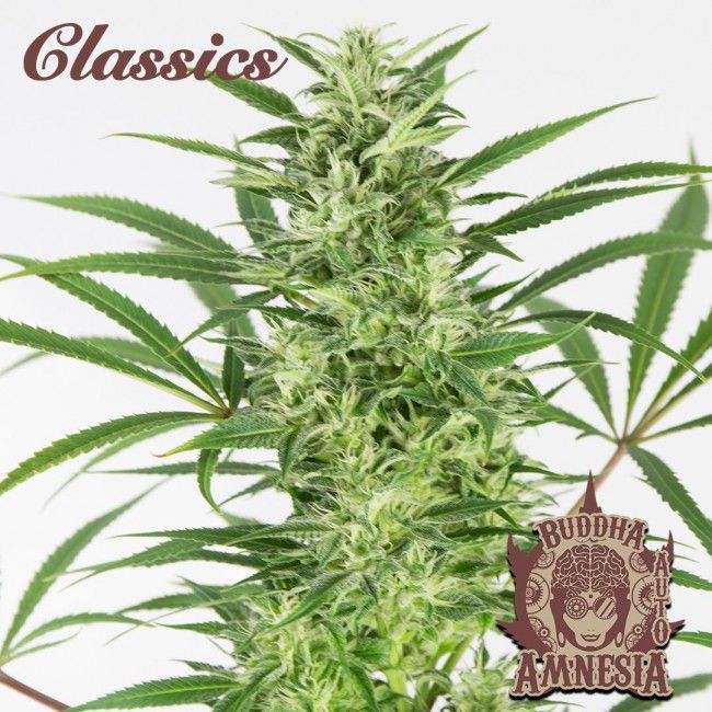 Buddha Seeds Buddha Classics Amnesia Auto Feminised Seeds