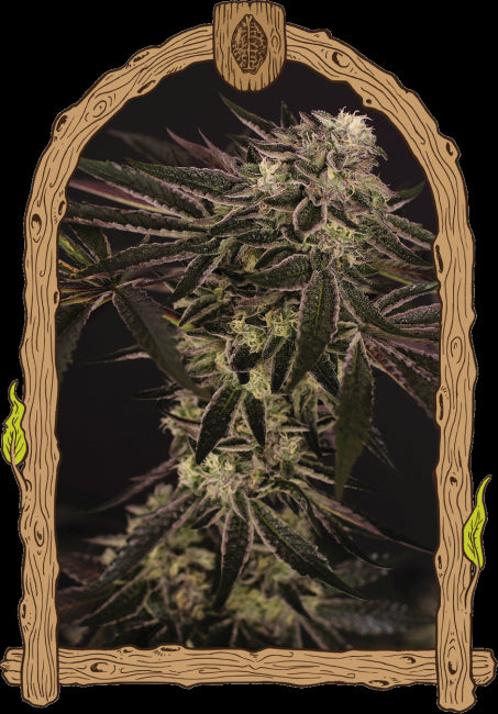 Exotic Seed Purple Shot Feminised Seeds