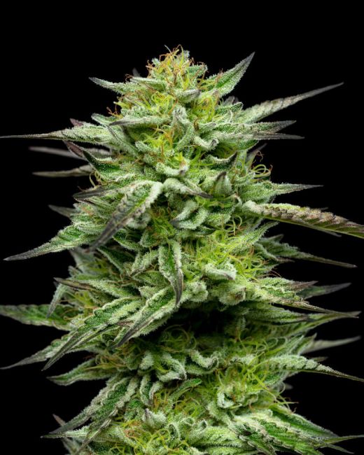 Humboldt Seed Co. Mountaintop Mint Feminised Seeds