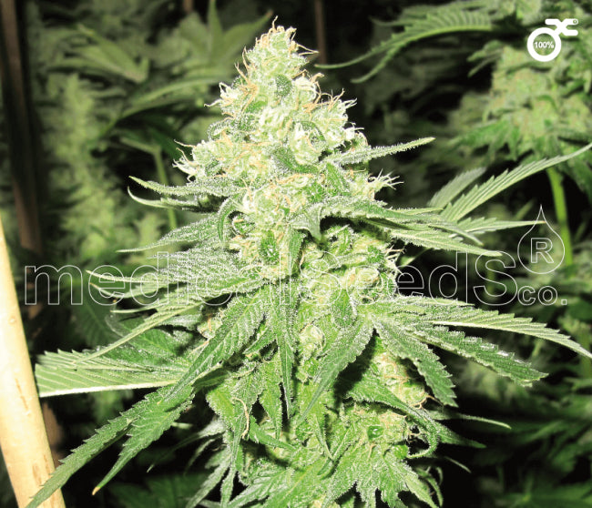 Medical Seeds No Name Feminised Seeds