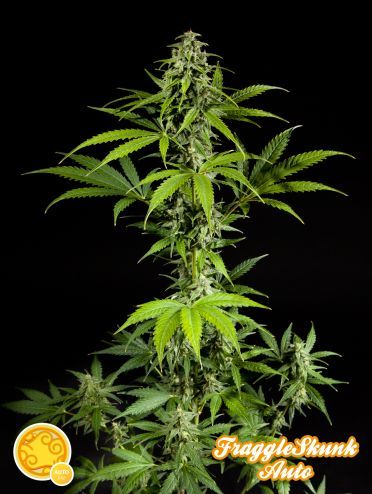 Philosopher Seeds Fraggle Skunk Auto Feminised Seeds