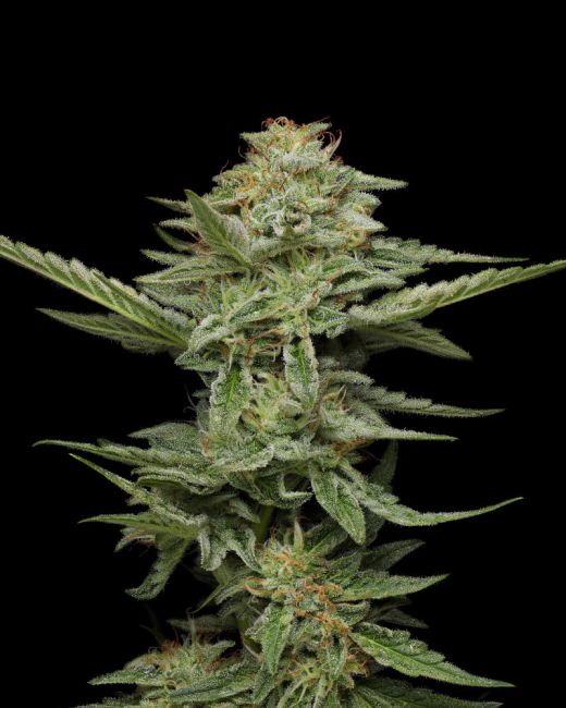 Humboldt Seed Co. Pistachio Feminised Seeds