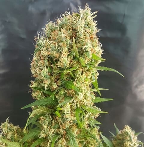 Expert Seeds Chemdog Gorilla Feminised Seeds