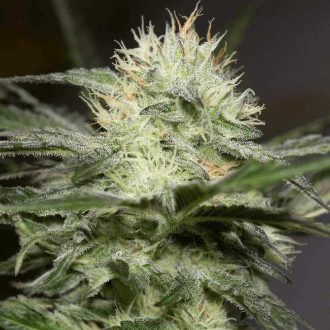 Silent Seeds Lemon Sorbet Feminised Seeds