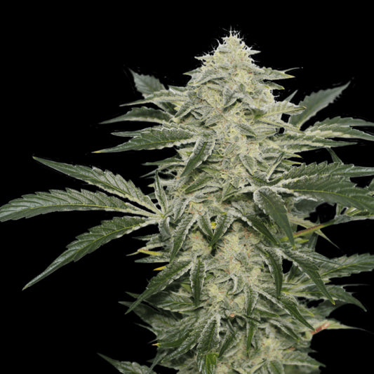 Super Sativa Seed Club Creamy Kees Regular Seeds