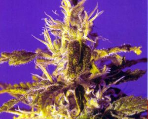 Kannabia Seeds Kaboom (La Reina de Africa) Feminised Seeds