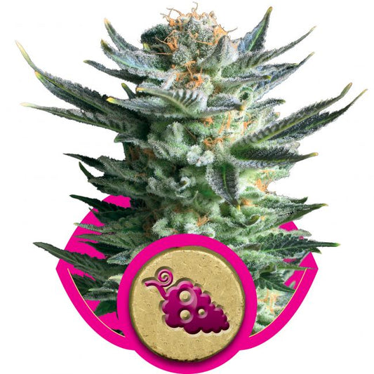 Royal Queen Seeds Fruit Spirit Feminised Seeds