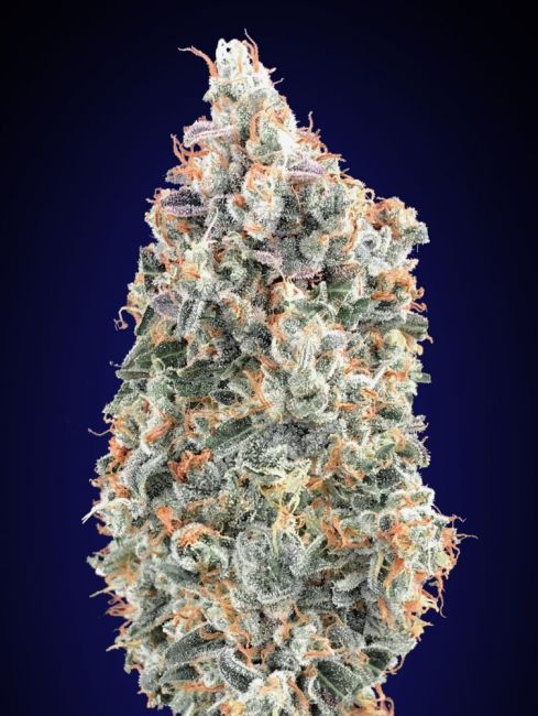 00 Seeds Blueberry FAST Feminised Seeds