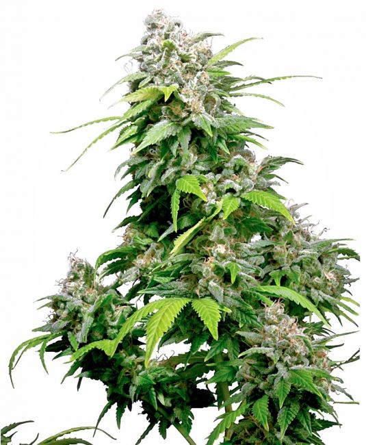 Sensi Seeds Californian Indica Regular Seeds