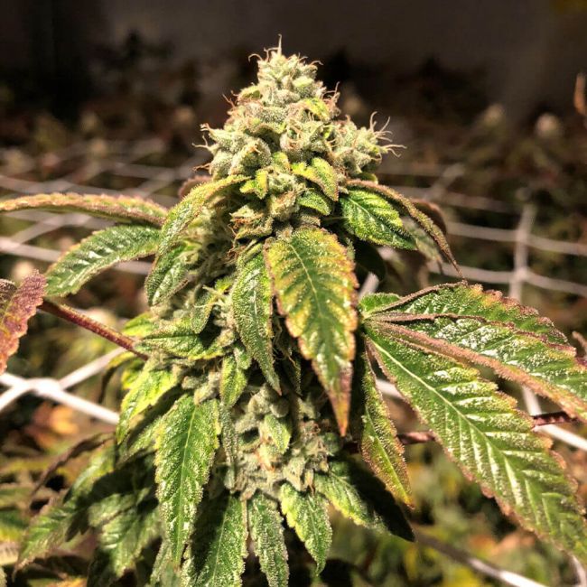 Pheno Finder Seeds Blue Sherbalato Feminised Seeds