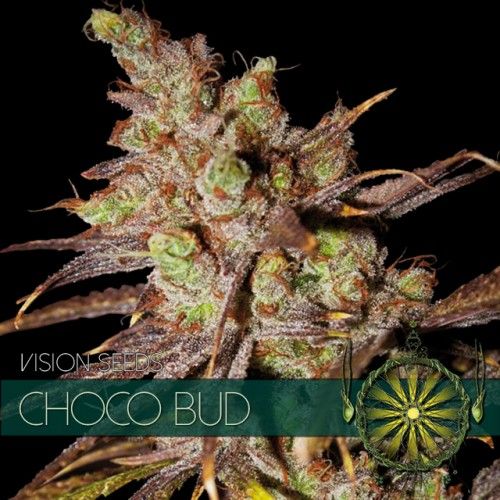 Vision Seeds Choco Bud Feminised Seeds