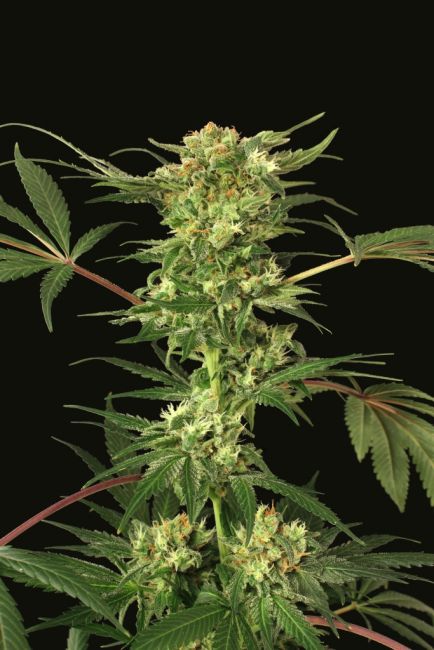 Exotic Seed Devil Kush Regular Seeds