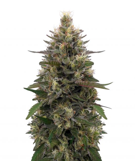 Ace Seeds Pakistani Skunk Feminised Seeds (Limited Edition)