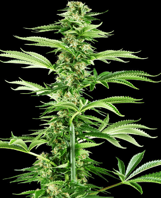 Sensi Seeds Honey Melon Haze Feminised Seeds