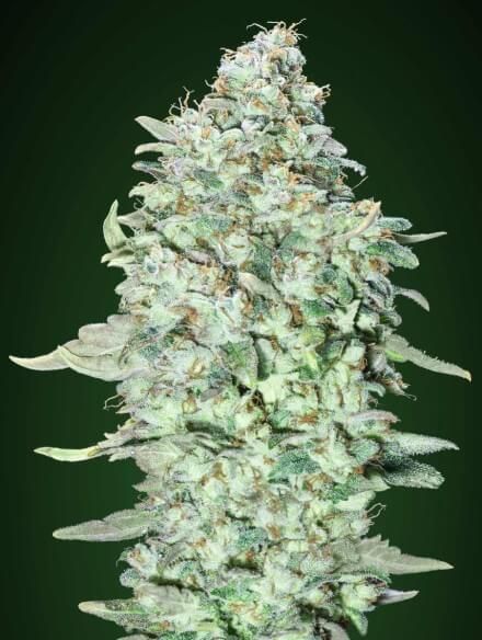 Advanced Seeds OG Kush SFV Feminised Seeds