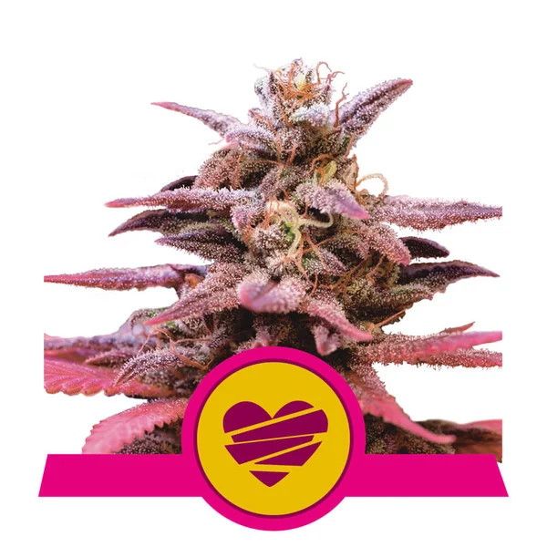 Royal Queen Seeds Wedding Crasher Feminised Seeds