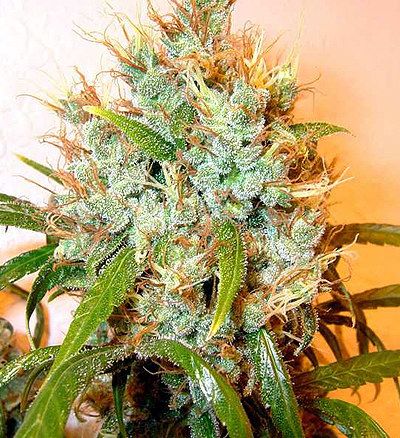 Serious Seeds Kali Mist Regular Seeds