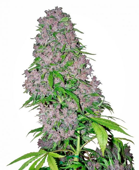 White Label Seed Company Purple Bud Feminised Seeds