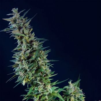 Kannabia Seeds Kama Kush CBD Feminised Seeds