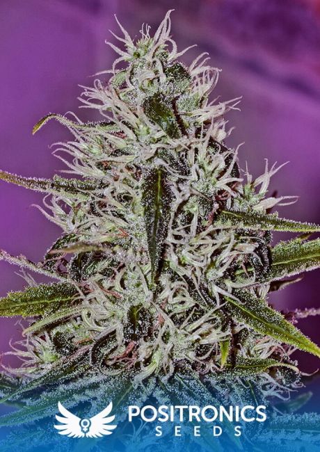 Positronic Seeds One Love Haze Feminised Seeds